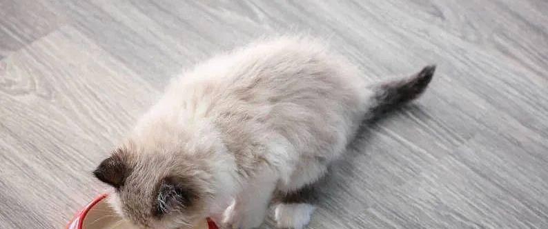 猫咪刷牙咬人怎么办（宠物口腔护理中的难点与解决方案）