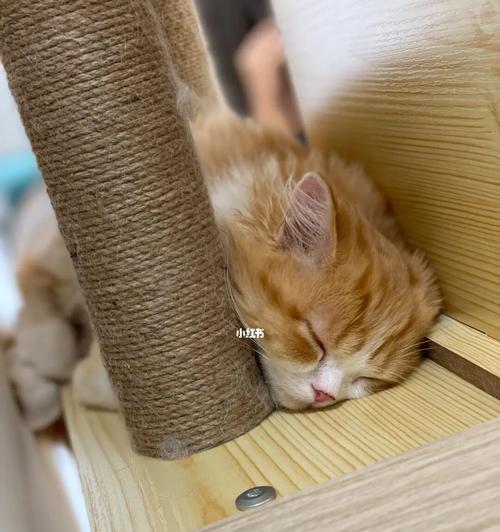 猫咪睡觉的正确姿势（以宠物为主）