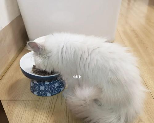 宠物猫太饿会呕吐？剖析喵星人的进食习惯