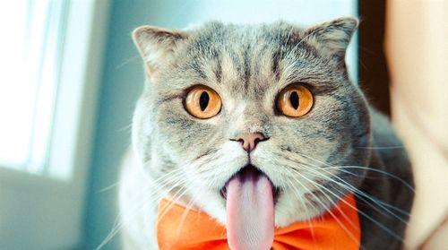 宠物猫太饿会呕吐？剖析喵星人的进食习惯