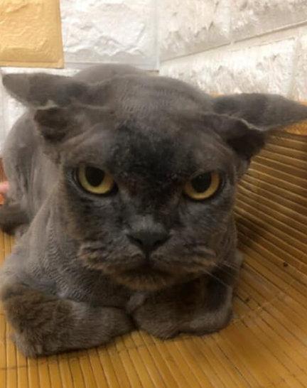 宠物猫咪剃毛的必要性（为什么要给猫咪剃毛）