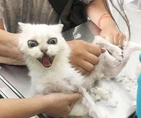 宠物猫咪剃毛的必要性（为什么要给猫咪剃毛）