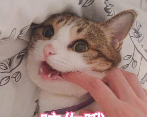 探秘猫咪表情包舔人的奥秘（揭开猫咪语言的神秘面纱）