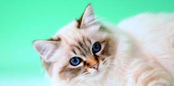 猫咪是否能听懂主人话（探究猫咪语言交流的真相）