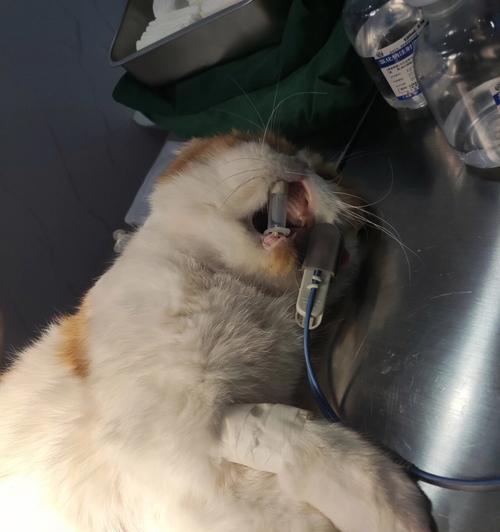 猫咪通尿道，如何预防和治疗（以宠物为主）