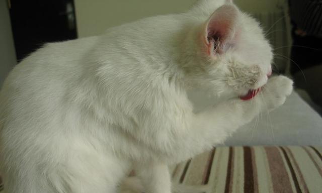 猫咪头上的虫子——如何预防和治疗（宠物猫咪的健康必知）