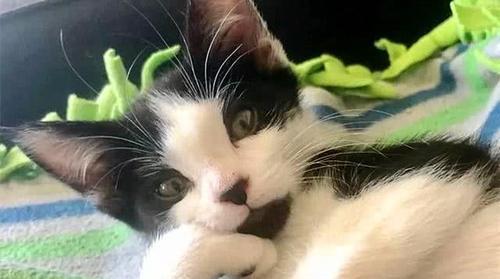 猫咪突然瘸着脚，你需要知道的事情（一只瘸着脚的猫咪）