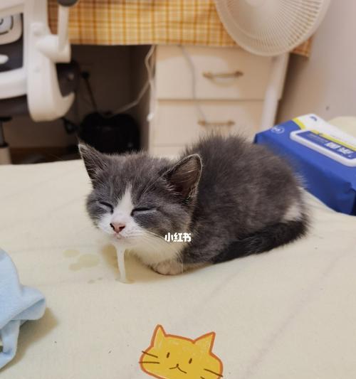 小猫咪吐口水死了，如何避免宠物误食（宠物安全管理）