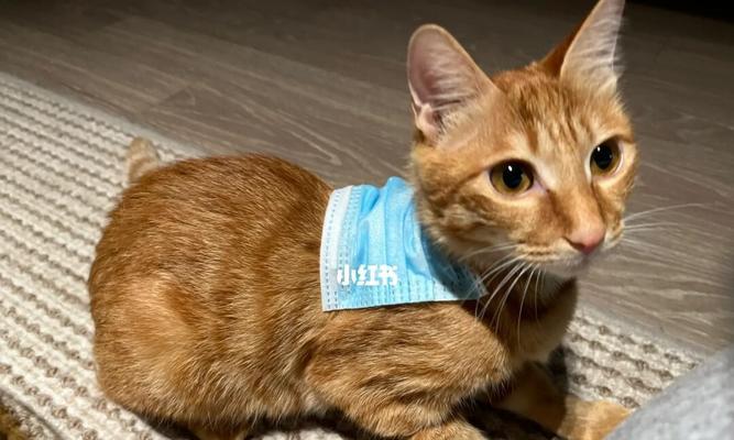 小猫咪吐口水死了，如何避免宠物误食（宠物安全管理）