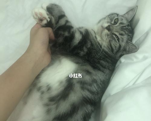 宠物猫咪吐了不爱动怎么办（探讨猫咪吐的原因与治疗方法）