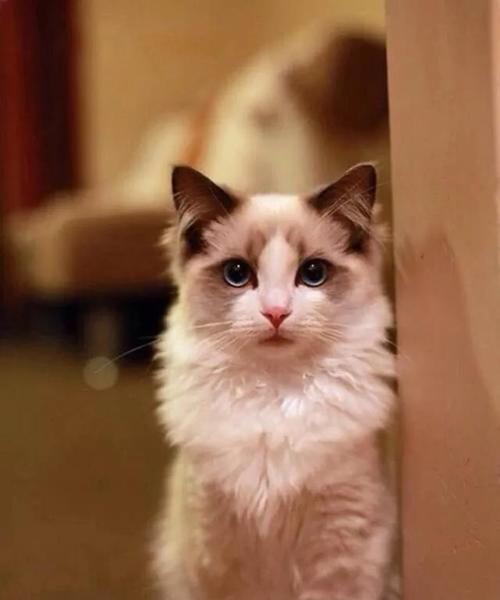 探秘猫咪世界（揭秘宠物猫咪的生活习性与照顾技巧）