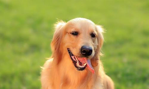 如何为你的宠物狗狗起个好名字（灵感来自于特征）
