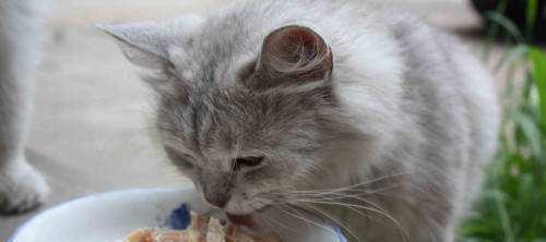 宠物猫可以吃鸡蛋吗（如何正确给猫咪喂食鸡蛋）