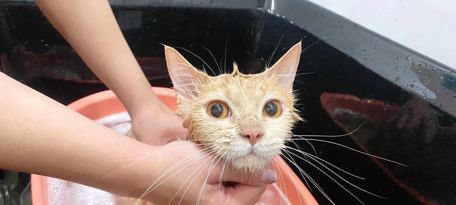 给猫洗澡的注意事项（了解宠物洗澡的正确方法）