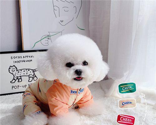 小狗狗洗澡指南（如何给你的宠物狗洗澡）