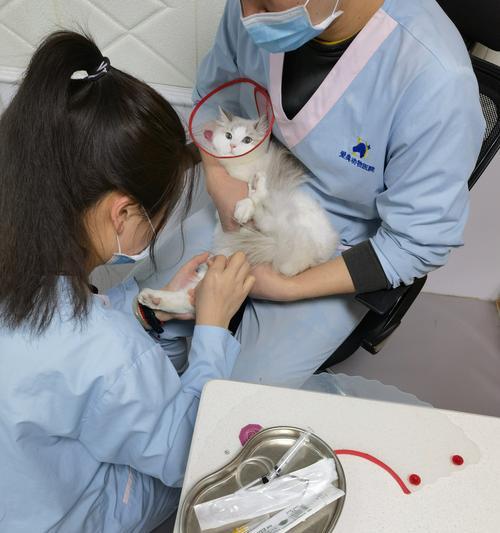 小猫打针的正确位置（宠物健康必备知识）