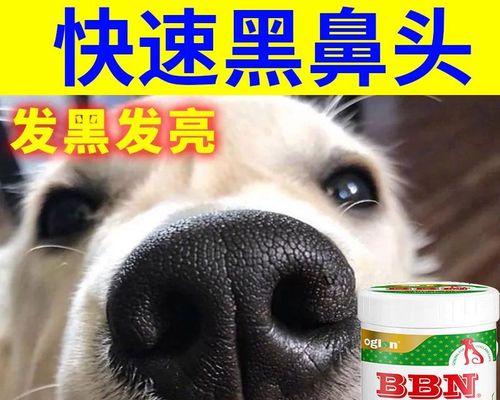 治疗狗白鼻子病的全面指南（以宠物为主）