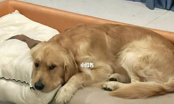 如何解决宠物犬不适应新家问题（从宠物犬的角度出发）