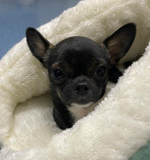 如何解决宠物犬不适应新家问题（从宠物犬的角度出发）