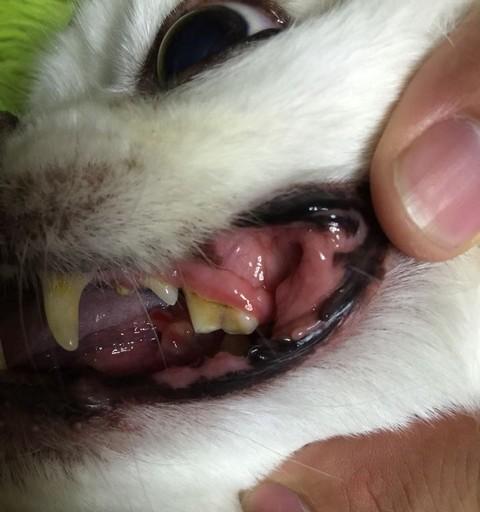 狗长肉瘤的治疗方法（宠物健康的重要性）