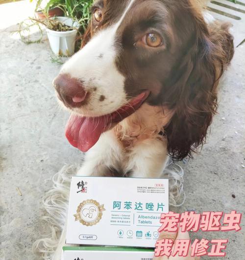 探究宠物狗肠胃检查的费用及注意事项（了解狗肠胃检查费用）