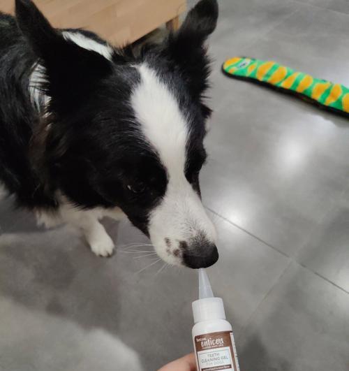 狗吃了牙膏怎么办（紧急处理方法和预防措施）