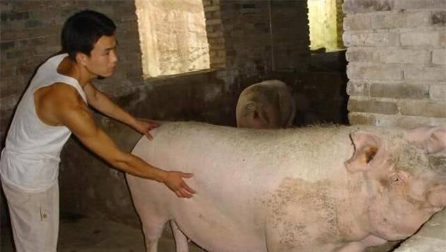 以狗吃什么能够让它们发情更快（探究宠物狗如何通过饮食调节发情周期）