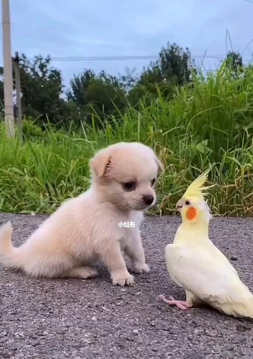 狗吃什么可以产奶（宠物产奶的食谱大揭秘）