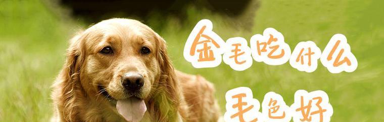 让你的爱犬更健康——维生素E的重要性（探究宠物狗维生素E的需求及补充方法）