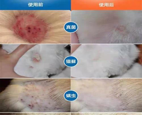 解决宠物狗得脓皮症的方法（如何治疗和预防宠物狗的脓皮症）
