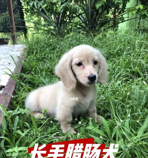 狗毛的颜色对狗的健康与品种有何影响（探究不同颜色狗毛的特点及其背后的科学解释）