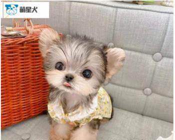 狗毛的颜色对狗的健康与品种有何影响（探究不同颜色狗毛的特点及其背后的科学解释）