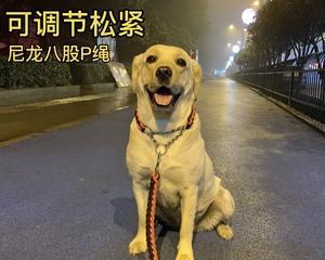 如何正确系狗的牵引绳（宠物主人必看的细节和注意事项）