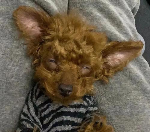 如何处理宠物狗耳朵上的跳蚤（以自然方法有效驱除狗耳朵上的跳蚤）