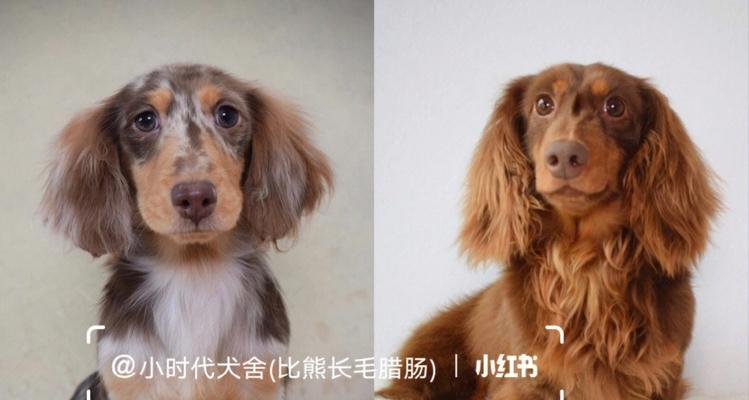 狗狗背上不长毛，你需要知道的一切（宠物主人必读）