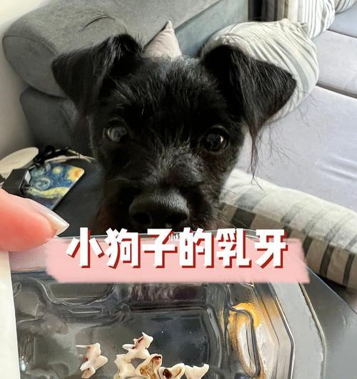 狗狗长双牙怎么办（宠物主人必看）