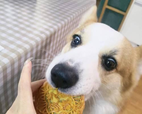 为什么狗狗可以吃蛋清（探究狗狗吃蛋清的好处和注意事项）