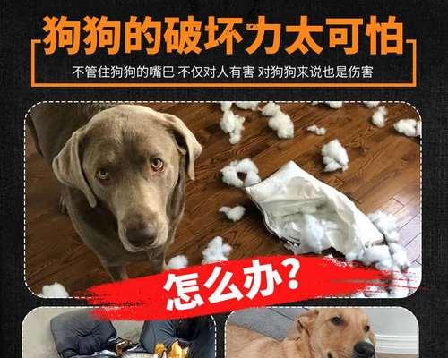 狗狗吃多了怎么办（应对宠物饮食过量的正确方法）