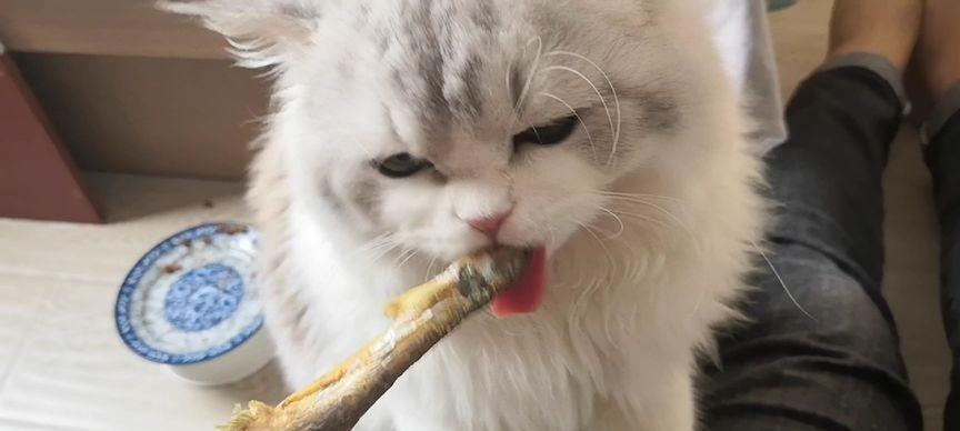 狗狗吃小鱼真的能催奶吗（揭开狗狗催奶小秘密）