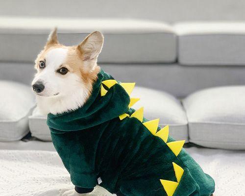 怎样给宠物狗狗春季保暖（宠物狗狗春天怎么穿衣服）