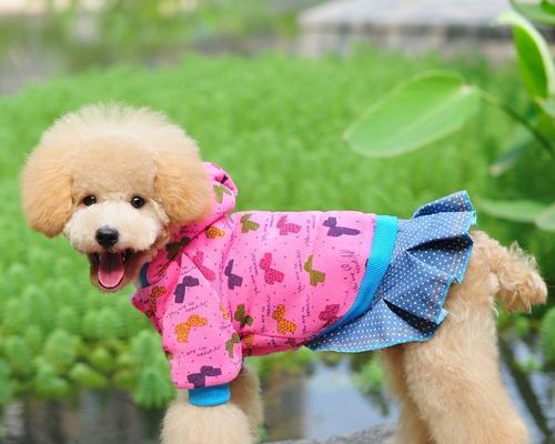 怎样给宠物狗狗春季保暖（宠物狗狗春天怎么穿衣服）