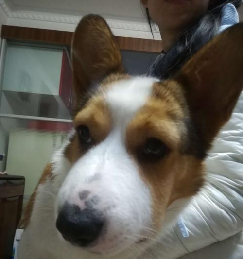 狗狗脸部肿胀应对指南（以宠物为主）