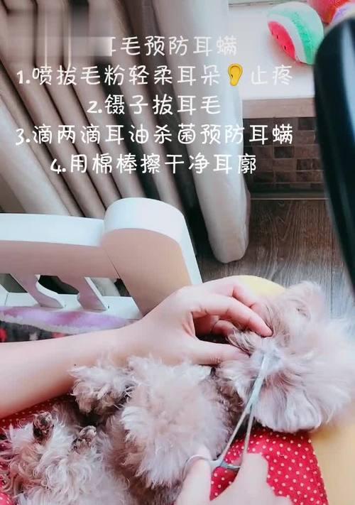 小心（宠物犬的耳朵保健重要性和滴耳油注意事项）