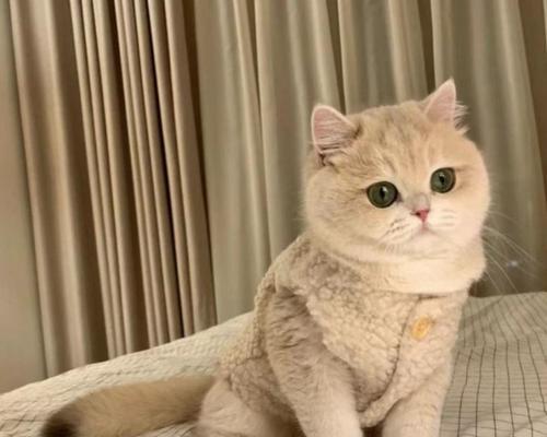 探秘香港猫咪代购店铺（宠物爱好者必备的购物指南）