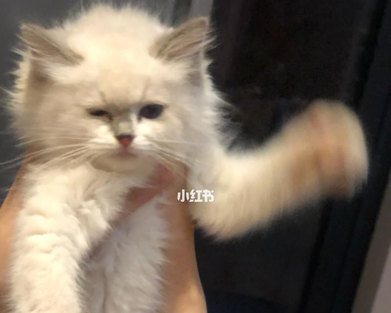 猫咪胸水的治疗方法详解