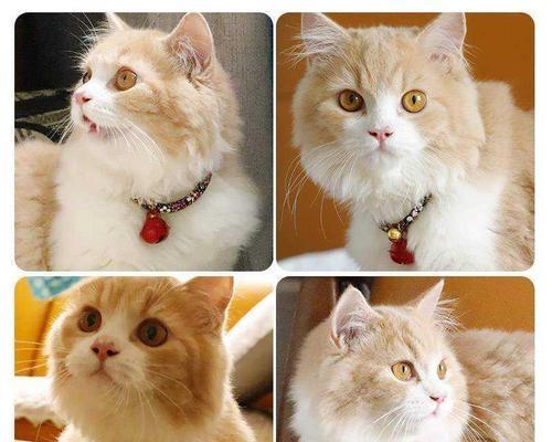 猫咪健康检查全攻略（宠爱你的猫咪）
