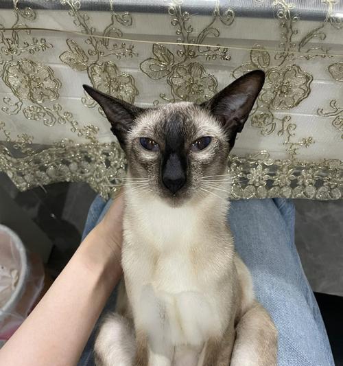 猫咪健康检查全攻略（宠爱你的猫咪）