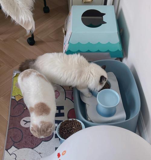猫咪的生活必需品——猫砂盆（为什么猫咪需要猫砂盆）