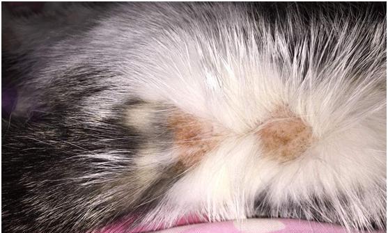 探秘猫咪须毛藓菌的奥秘（以猫咪须毛藓菌图片为主题的探索之旅）