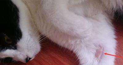 探秘猫咪须毛藓菌的奥秘（以猫咪须毛藓菌图片为主题的探索之旅）